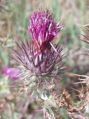 Carduus lusitanicus