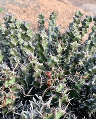 Euphorbia vandermerwei