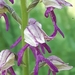 Orchis × spuria - Photo (c) bferrero, μερικά δικαιώματα διατηρούνται (CC BY-NC), uploaded by bferrero