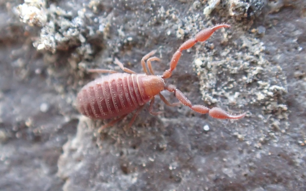 Arctic Pseudoscorpion
