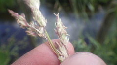 Phalaris arundinacea arundinacea