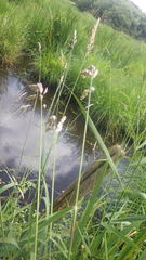 Phalaris arundinacea arundinacea