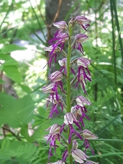 Orchis × spuria