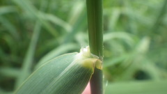 Phalaris arundinacea arundinacea