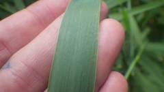 Phalaris arundinacea arundinacea