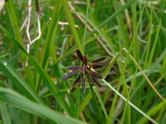 Cyperus flavidus