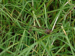 Cyperus flavidus