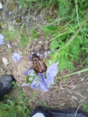 Blitopertha nigripennis