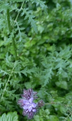 Phacelia tanacetifolia