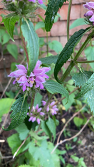 Phlomoides tuberosa