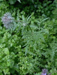 Phacelia tanacetifolia