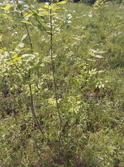Fraxinus pennsylvanica