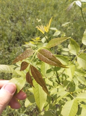 Fraxinus pennsylvanica