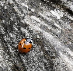 Coccinella septempunctata
