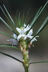 Spermacoce subvulgata subvulgata