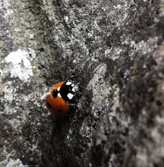 Coccinella septempunctata