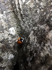 Coccinella septempunctata