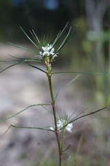 Spermacoce subvulgata subvulgata