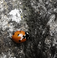 Coccinella septempunctata