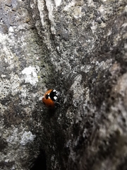 Coccinella septempunctata