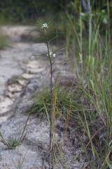 Spermacoce subvulgata subvulgata