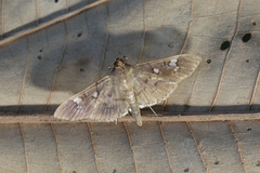 Microthyris anormalis