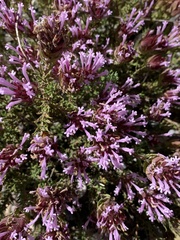 Thymus longiflorus