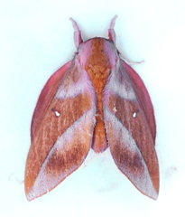 Othorene bernardoespinozai