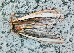 Truncaptera inopinata