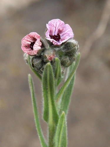 Cynoglossum image