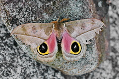 Automeris zozimanaguana