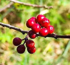 Rhamnus alaternus