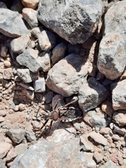 Rhynocoris erythropus