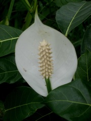 Spathiphyllum