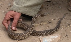 Daboia mauritanica