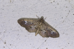 Microthyris anormalis