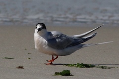 Sterna dougallii dougallii
