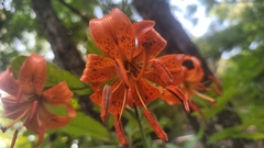 Lilium amabile