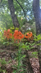 Lilium amabile