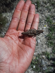 Eumigus