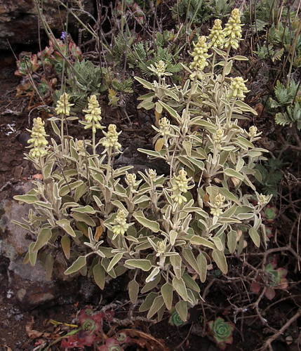 Sideritis santosii image