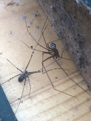 Hoplopholcus forskali