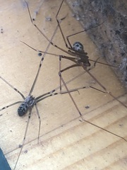 Hoplopholcus forskali