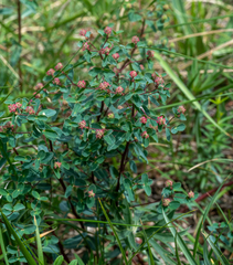 Euphorbia alpina