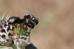 Protaetia morio