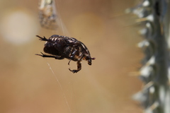 Protaetia morio