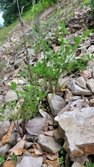 Corydalis pauciovulata