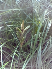 Carex brizoides