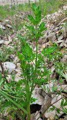 Corydalis pauciovulata