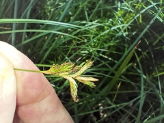 Carex brizoides